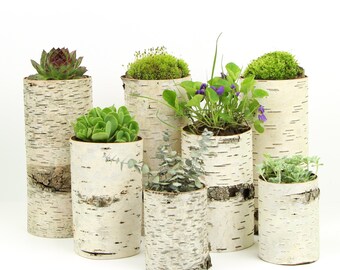 Sale, Collection of 7 birch bark vases/candle holders