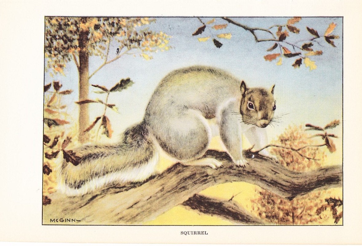 1926 Animal Print Squirrel Vintage Antique Natural History