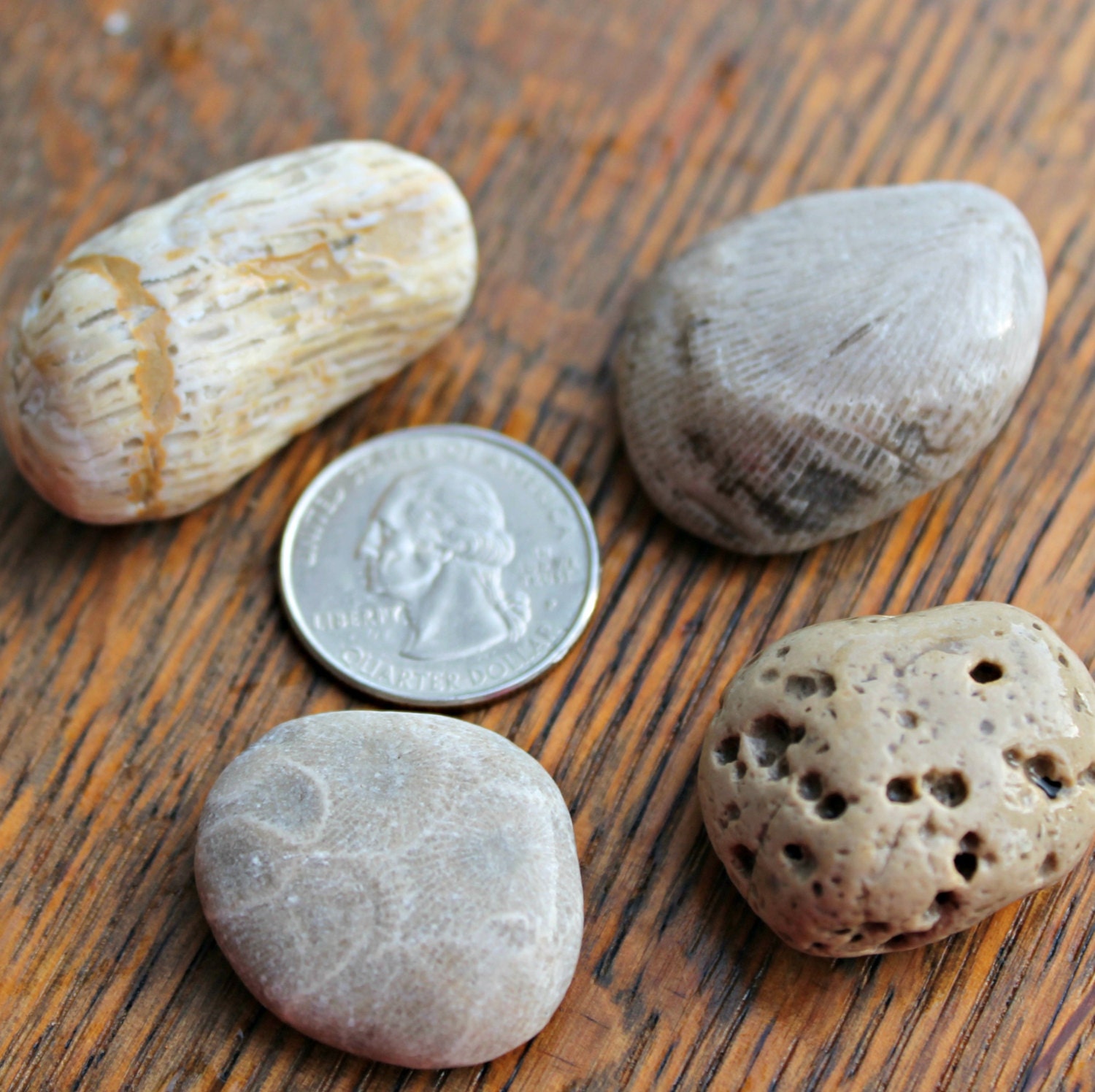 Lake Michigan Fossils Petoskey Stink Stone and Honeycomb