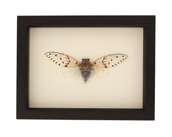 Real Framed Ghost Cicada UV Glass Taxidermy