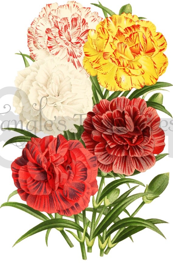 Vintage Carnations Clipart: High Resolution Printable Artwork