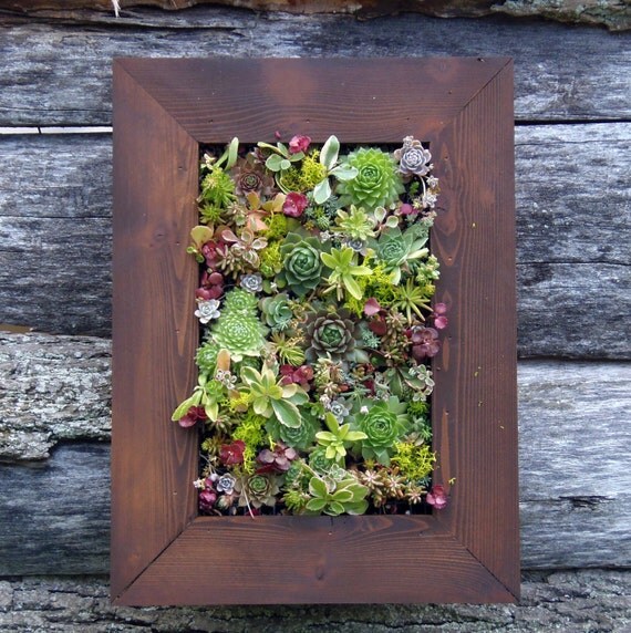 Vertical Mosaic Succulent Living Wall READY to by SoSucculent