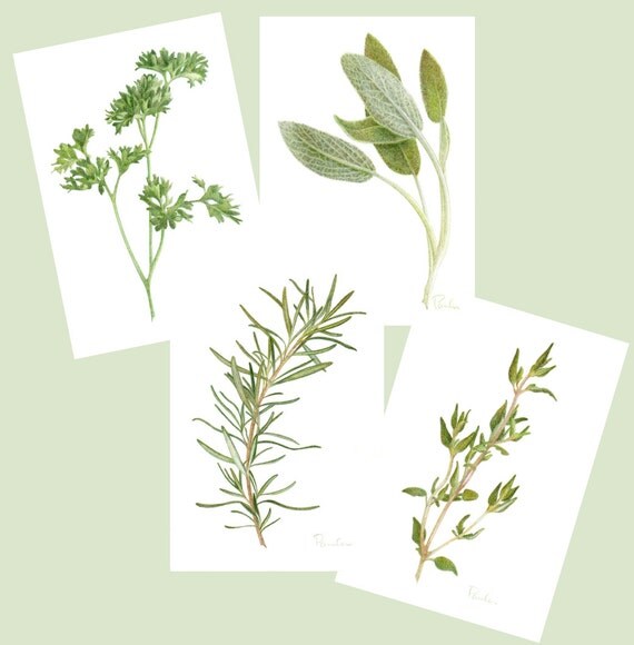 4 Herb PRINTS / Parsley Sage Rosemary Thyme / by PaulaPertileArt