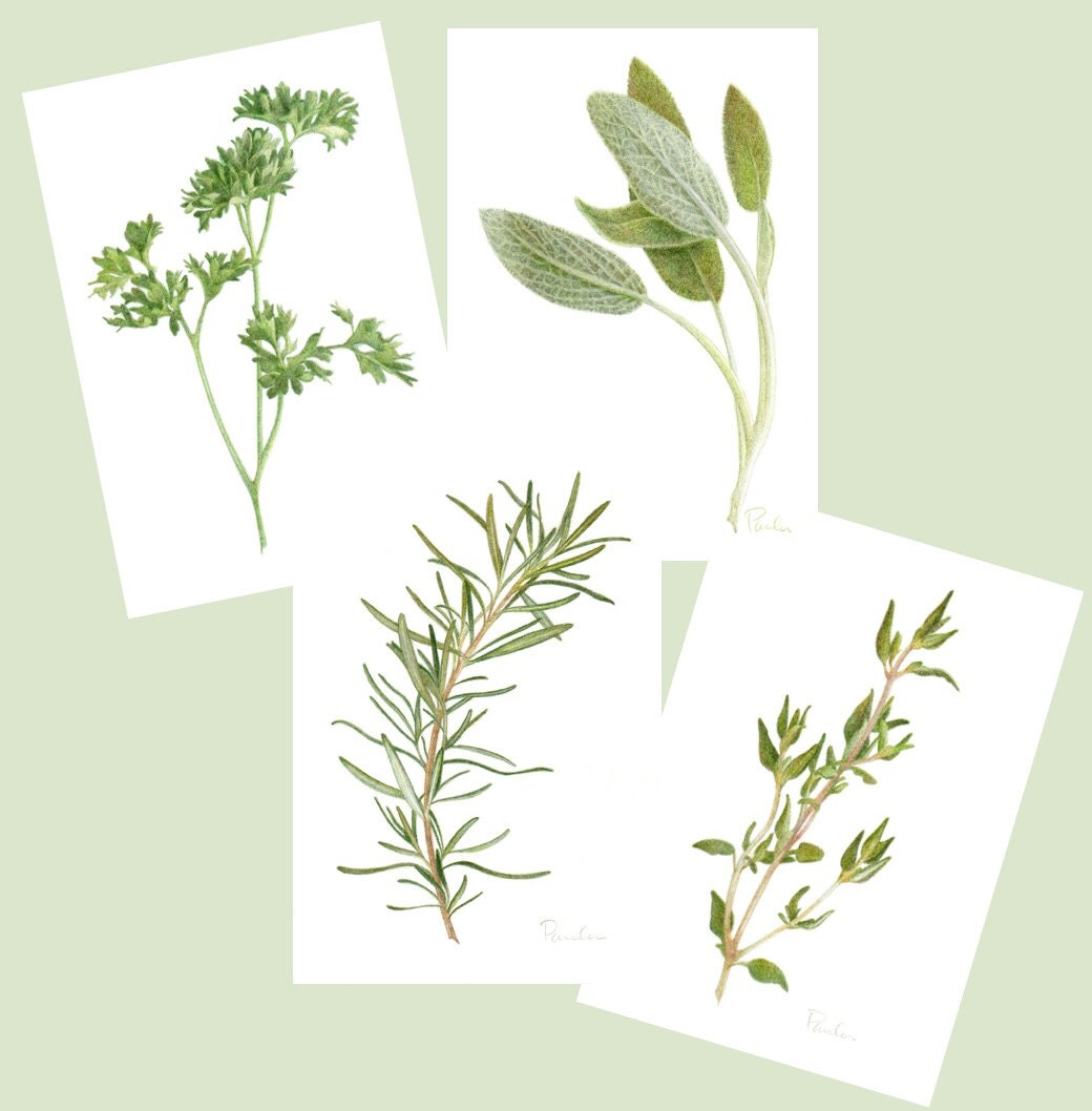 4 Herb PRINTS / Parsley Sage Rosemary Thyme / by PaulaPertileArt