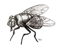 Unique housefly related items Etsy