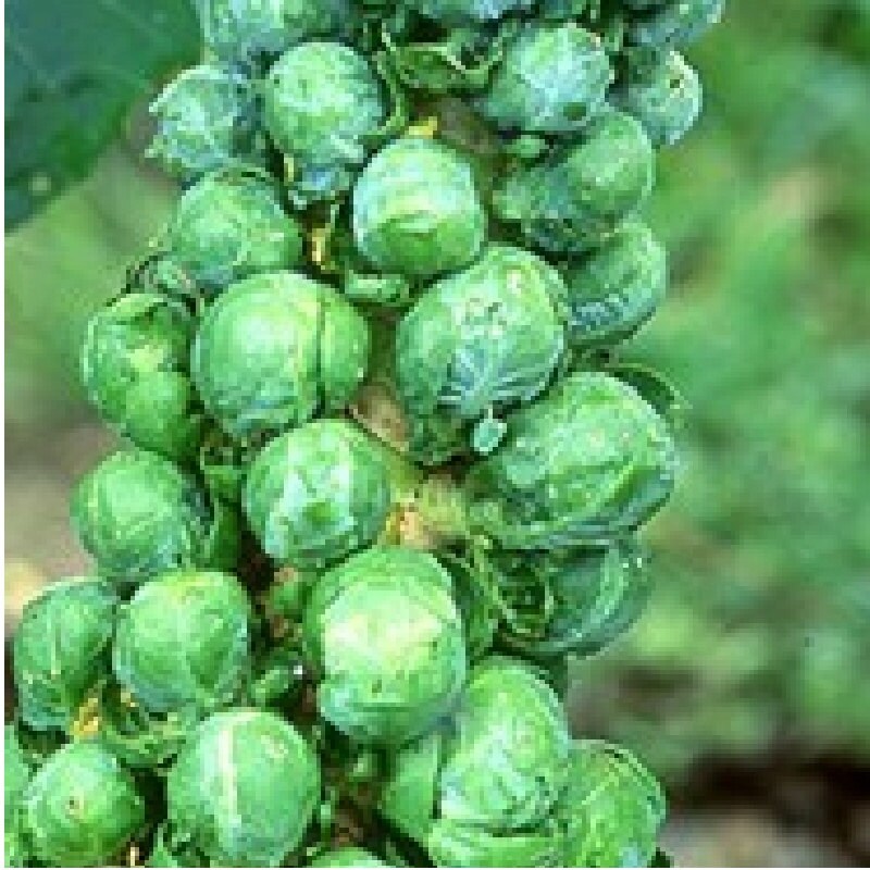 Heirloom Brussels Sprouts Seeds Catskill