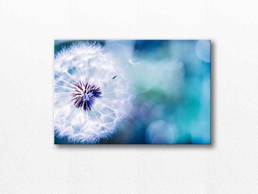 dandelion canvas art nature wall art dandelion photography