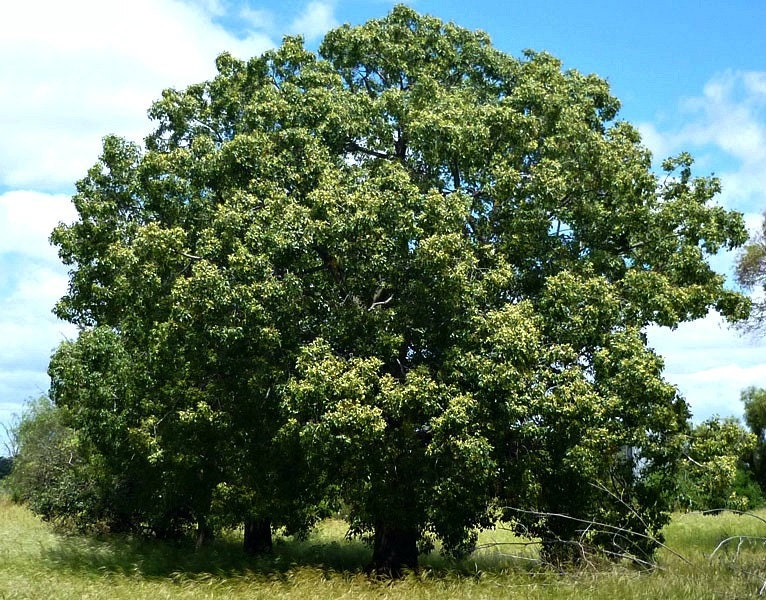 Kurrajong Bottle Tree Brachychiton populneus 10 seeds