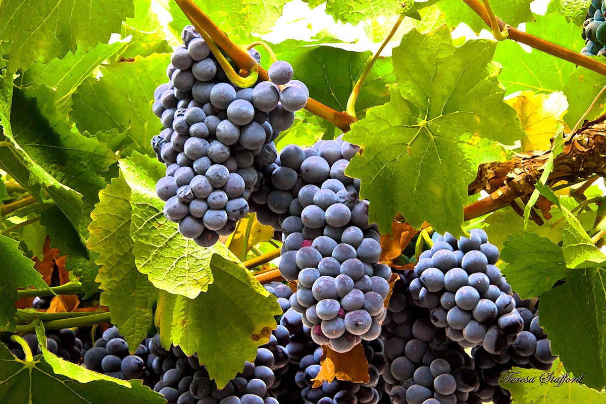 Pinot Noir Cluster Grapes 14 x 10 print Wine grapes