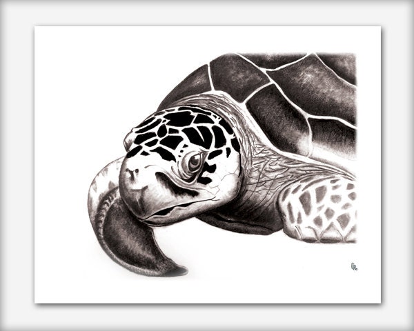 Sea Turtle 