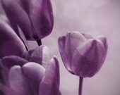Purple tulip photo, purple tulips, flower photography, ethereal art, lilac, lavender, iPhone photo