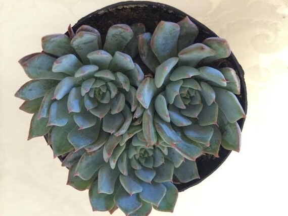 succulent plant echeveria azulita a succulent that seems succulent plant echeveria azulita a succulent that seems