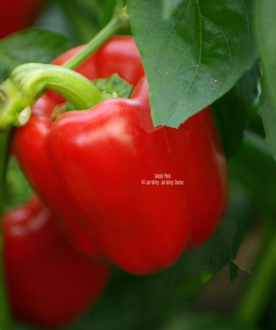 Yolo Wonder Sweet Pepper 25 Seeds Heirloom Non GMO High Yields