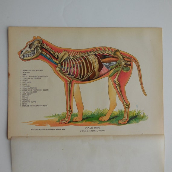 1905 Antique Dog Internal Organ Anatomy Illustration