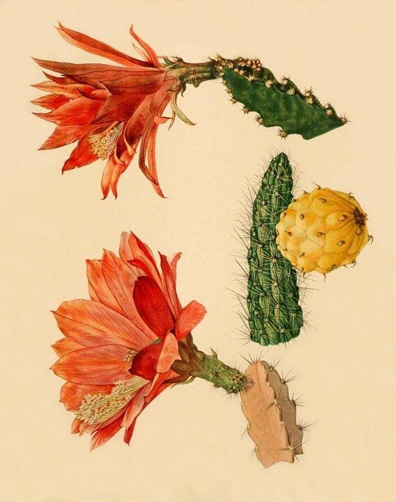 Items Similar To Vintage Cactus Art Print Antique Prints Wall Art 