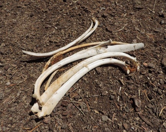 Popular items for Deer Ribs on Etsy