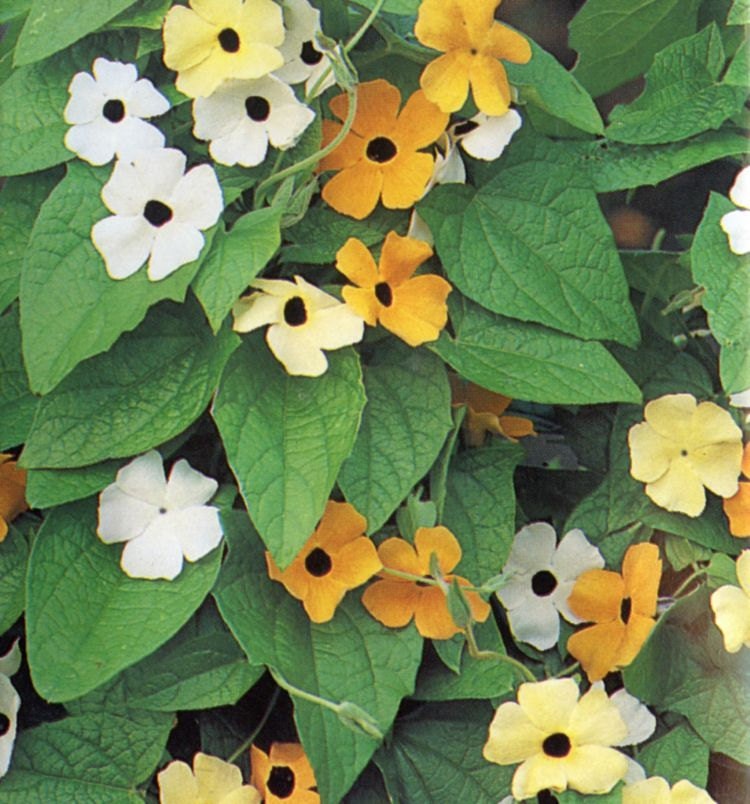 BIG SALE Blackeyed Susan vine Thunbergia AlataWhite Also