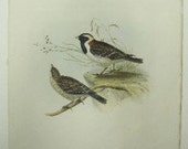 John Gould Hand Colored Lithograph Lark Heeled Bunting Bird Antique Print 1862