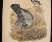 Antique Hand Colored Bird Print Lithograph John Gould Hooded Crow 1862 - 1873