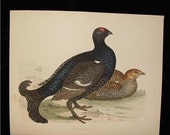 Antique Bird Print Engraving 1855 Beverly Morris British Game Birds Black Grouse