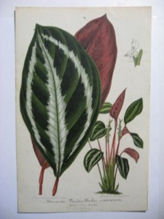 Large Van Houtte Botanical Print Peacock PLANT Maranta Vanden Heckei,