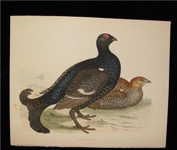 Antique Bird Print Engraving 1855 Beverly Morris British Game Birds Black Grouse