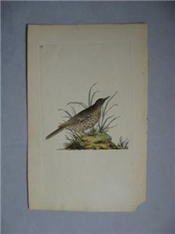 Edward Donovan, H/C Bird Engraving, Dusky Lark, 1816
