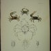 7 Mollusk Shell Engraving Zoology Of New York  1843 PL1,5,6,7,8,11,37
