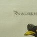 George Edwards Bird Copperplate Engraving Blackbird Chinese Starling Print 1758