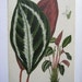 Large Van Houtte Botanical Print Peacock PLANT Maranta Vanden Heckei,