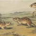 Antique Audubon Print 1854 Stone Lithograph Quad Octovo Mexican Marmot Squirrel