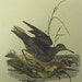 1816 Donovan Hand Colored Bird Engraving Purple Sandpiper Plate 177