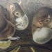 Antique Audubon Print Stone Lithograph Quadruped Octovo Black Rat 1851 Plate 23