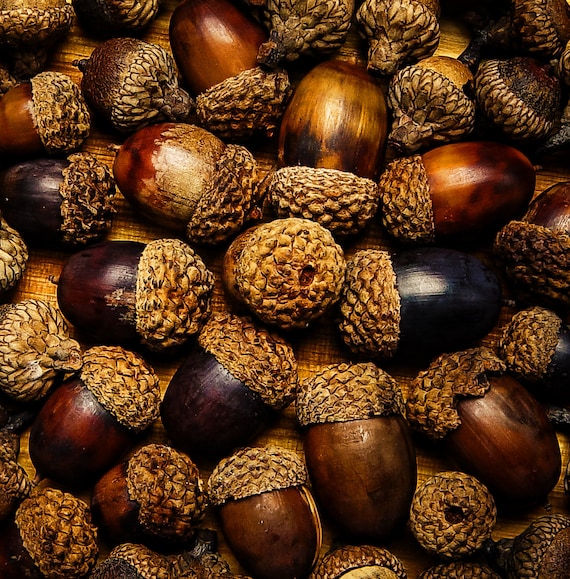 macro photography acorns autumn fall 8x8 by FayeWhitePhotography