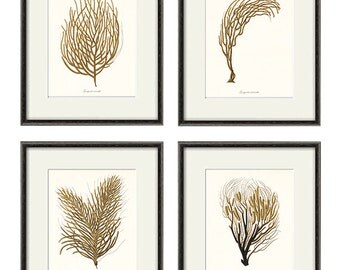 Sea coral art print Nautical art print set of 4 antique wall art Victorian art Ocean art print beach art Home decor wall art Sea art print
