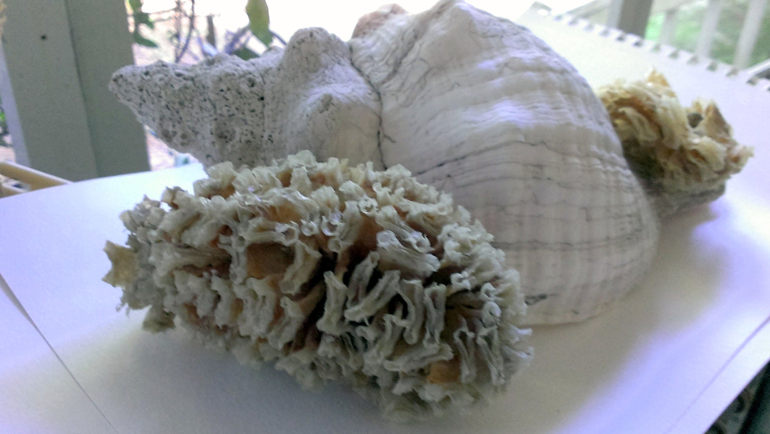 Horse Conch Shell Egg Case Marine Science Study Examples