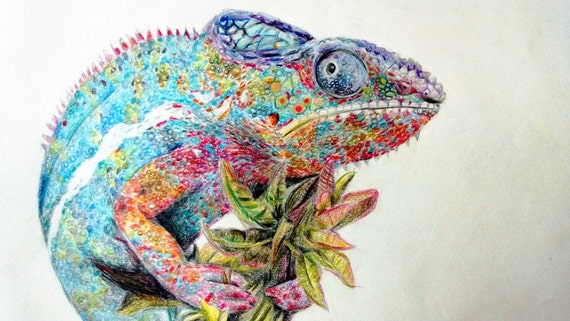 Colored Pencil Drawing Chameleon Original Animal Art