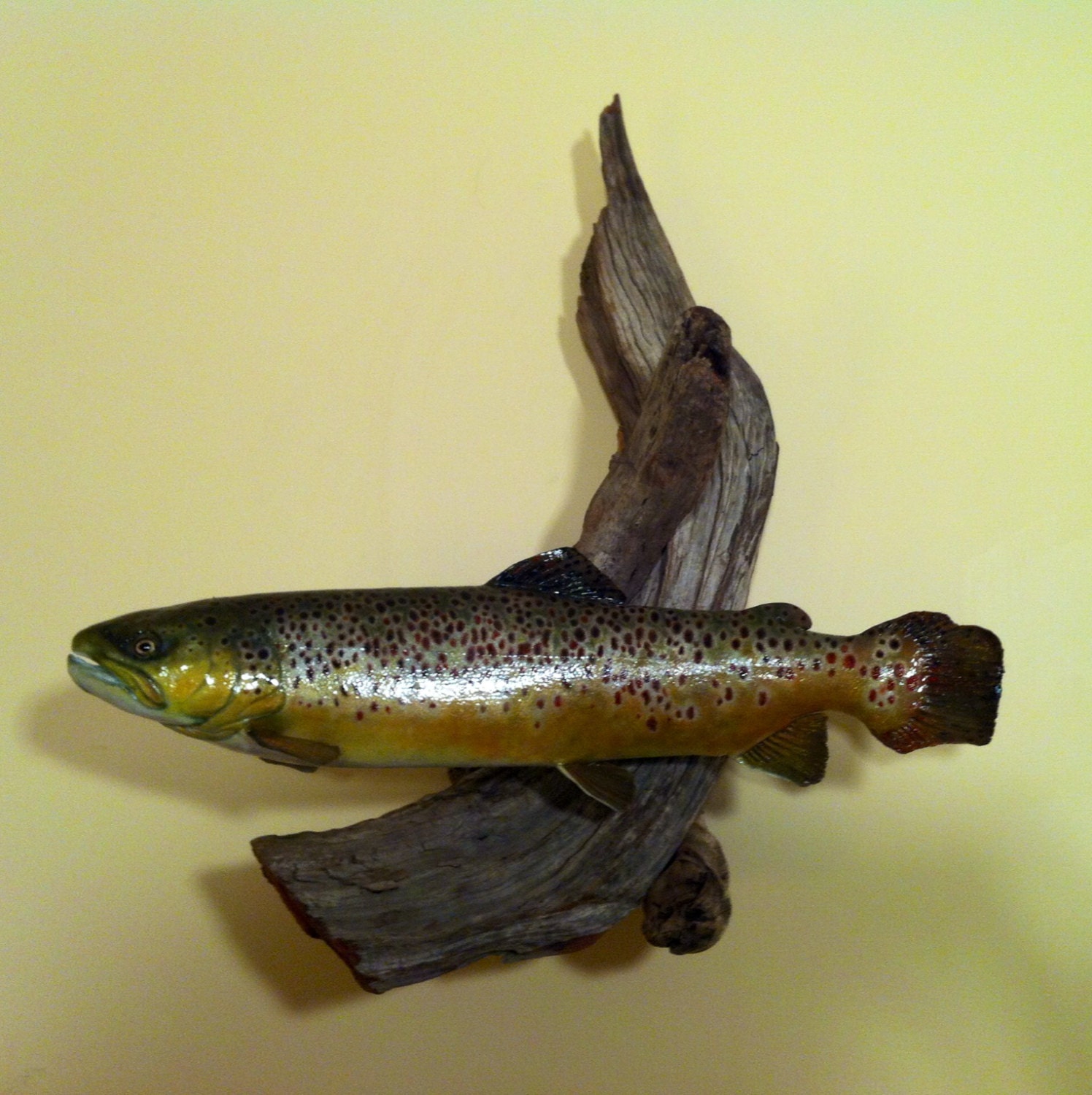 Brown Trout Mount Taxidermy Excellent by BreathlessTaxidermy