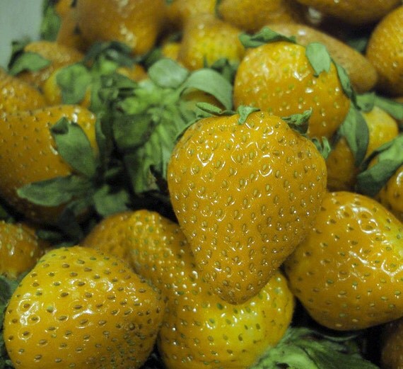 Yellow Wonder™ Alpine Strawberry 4 Plants Fragaria