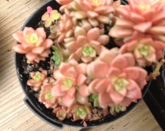 Succulent plant, Cremnsedum, Little Gem hybrid of Sedum and Cremnophila, forms mate of tiny rosettes.