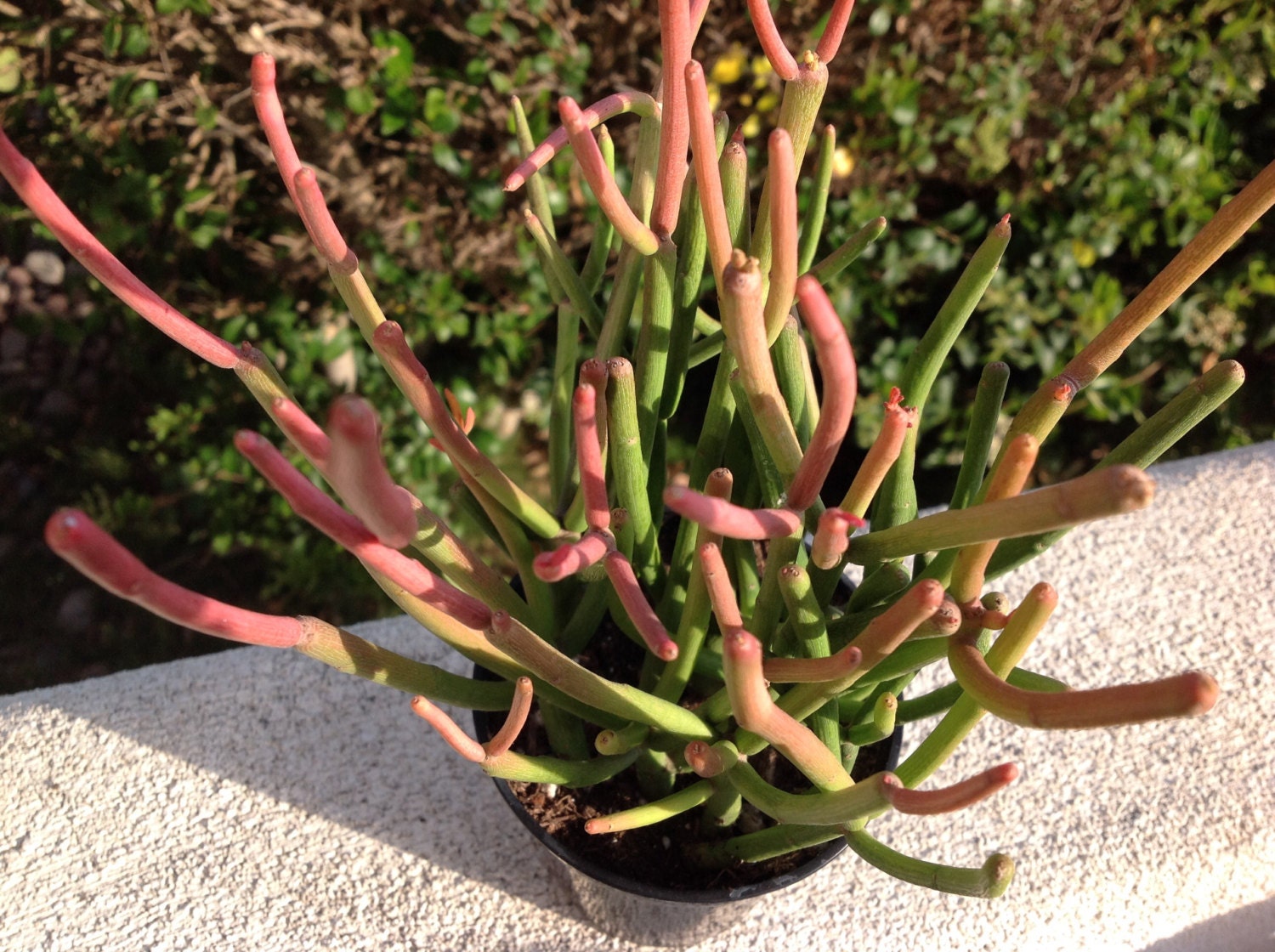 Succulent plant Euphorbia Tircuallii or Firestick Plant very