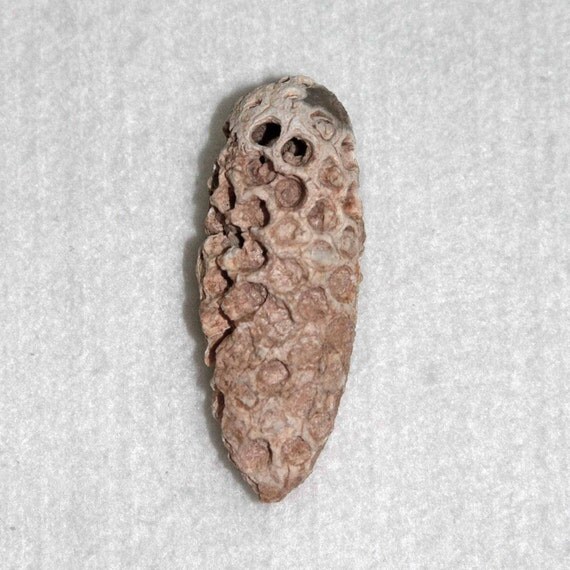 Petrified pine cone necklace Clearance