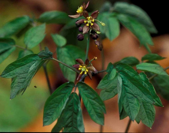 unique list synonym flower&foliage show~Winter Cohosh~Unique woodland Hardy Blue