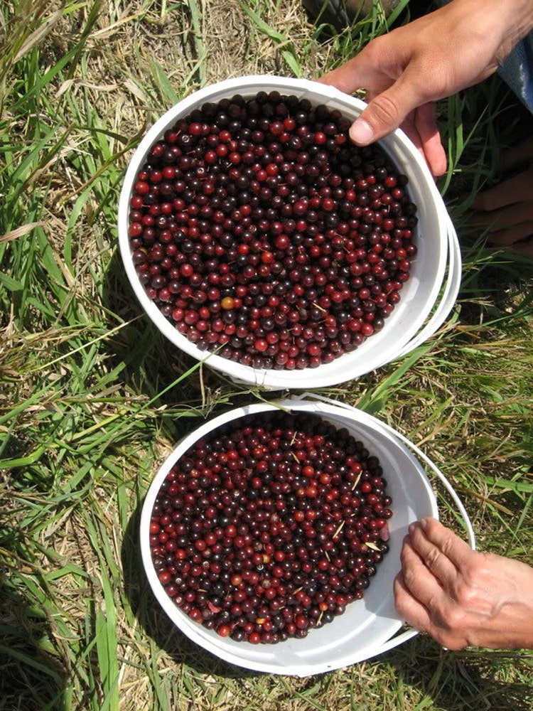 1 Common Choke Cherry Tree SEEDLING Birds Make by WetNWildGardens