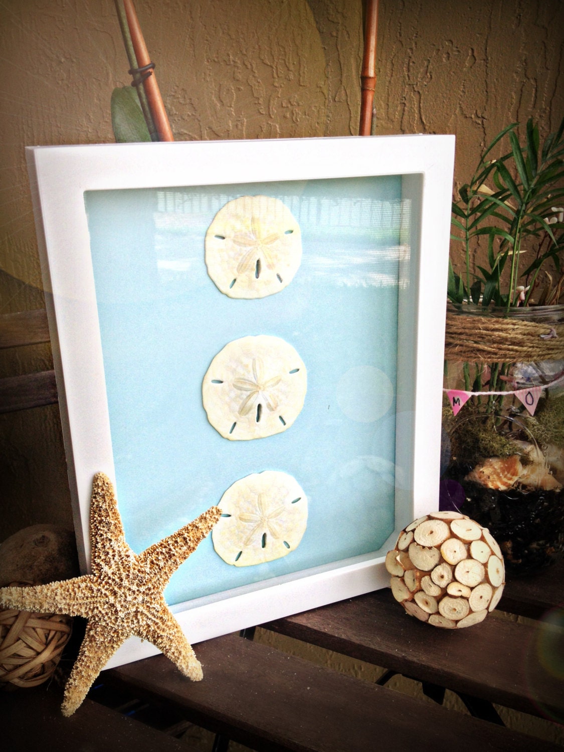 Sale Sand Dollar Wall Art White Shadow Box by FloridaSandDollarArt