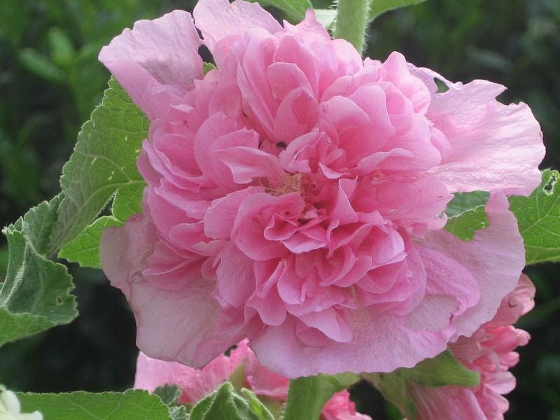 Alcea Pink Double Hollyhock Flower Seeds / Perennial 30