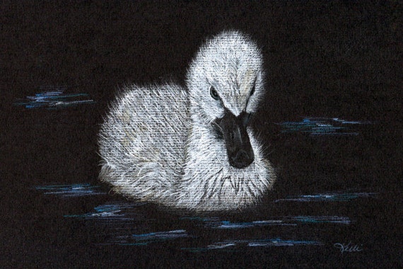 Cygnet Baby Swan Original 5x7 Colored Pencil Painting