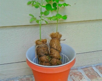 Organic Moringa Tree Sapling/Seedling