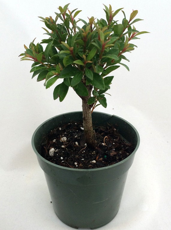 Australian+Brush+Cherry Australian Brush Cherry Bonsai Starter Plant - Eugenia - 4" Pot