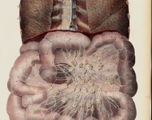 Unique entrails related items | Etsy
